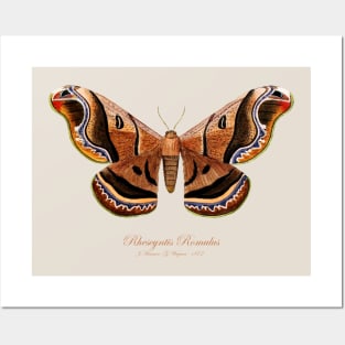 Moth - Giant Silk Moth, Rhescyntis Romulus, Rhescyntis Romulus Maassen, Caio Romulus Posters and Art